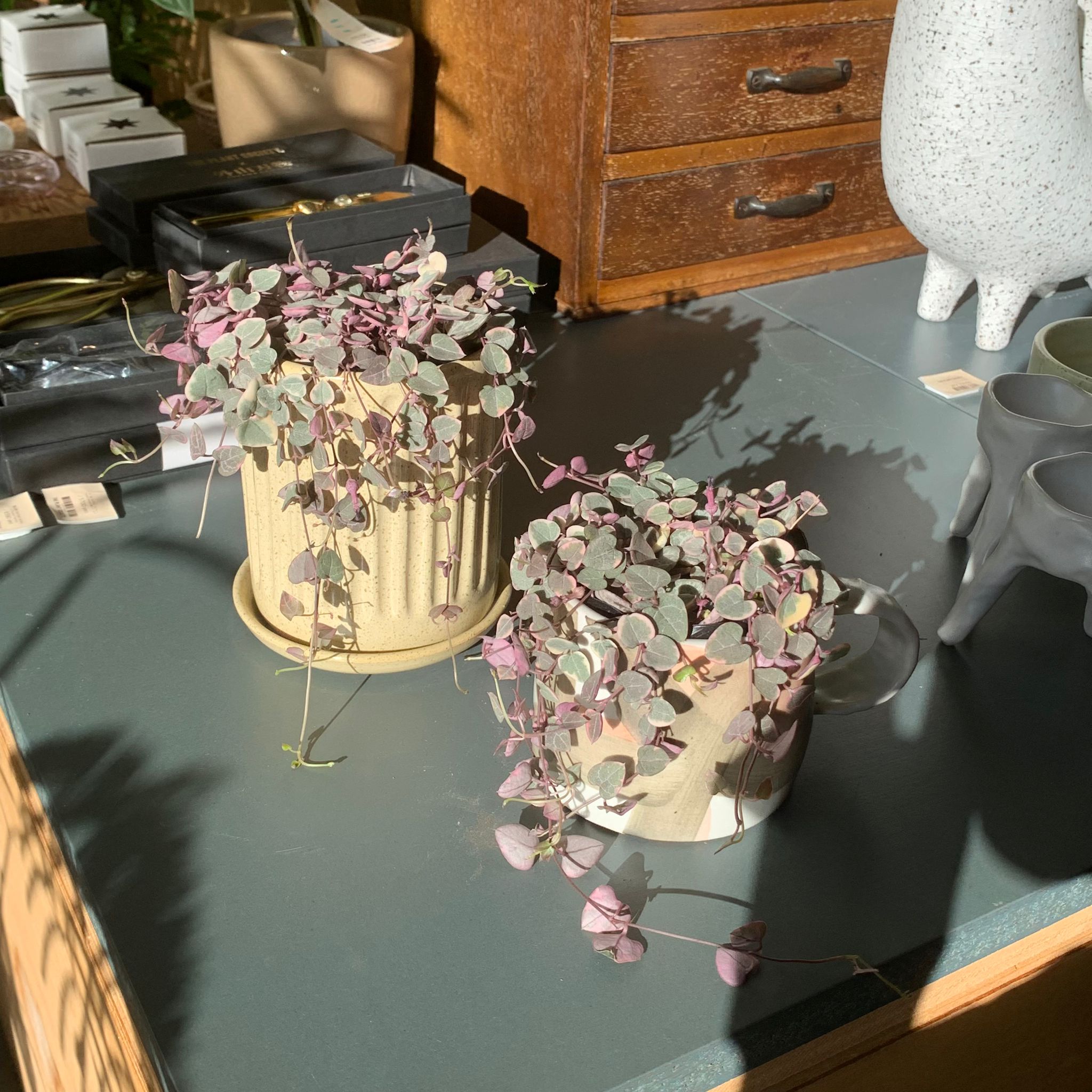 Heart vine ハートカズラ I インドアプランツ I プラント