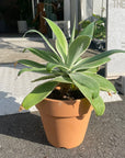 Agave attenuata アガベ アテナータ レイオブライト　斑入り