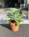 Agave attenuata アガベ アテナータ レイオブライト　斑入り
