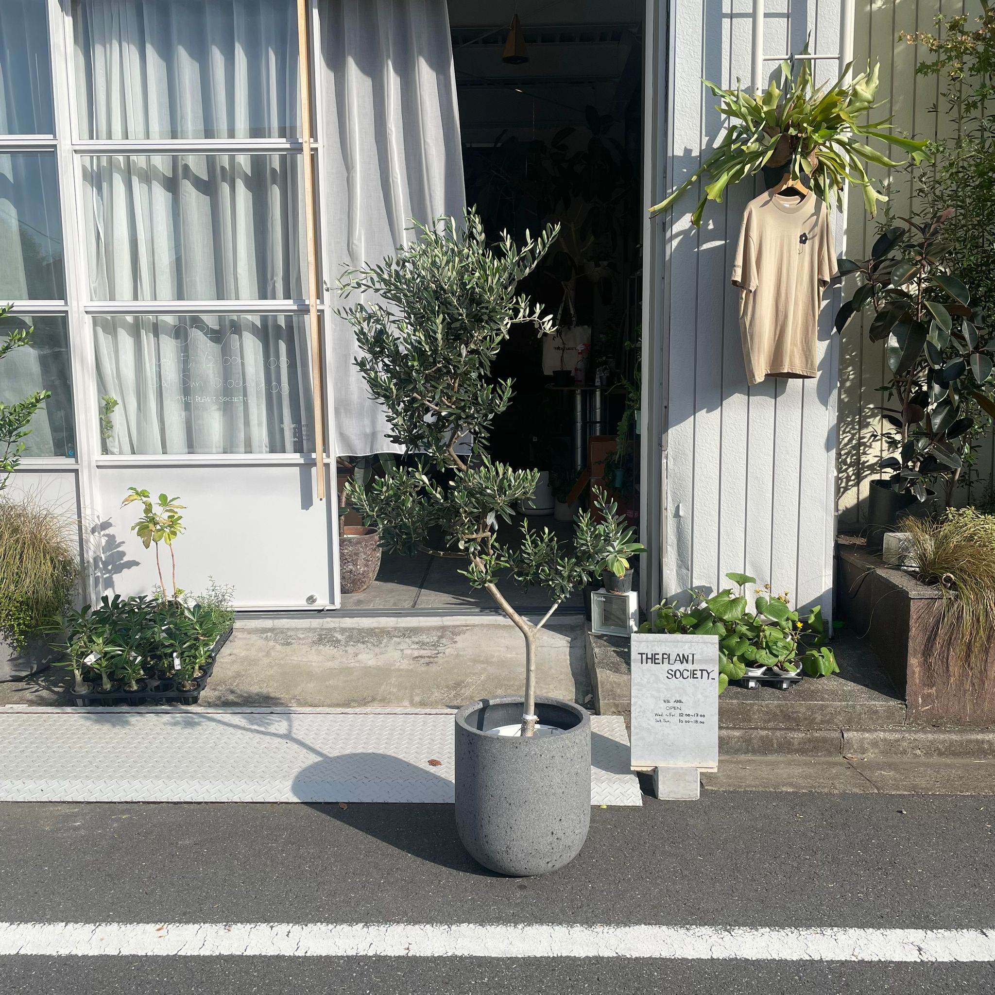 オリーブ I プラントソサエティトーキョーオンライン – THE PLANT
