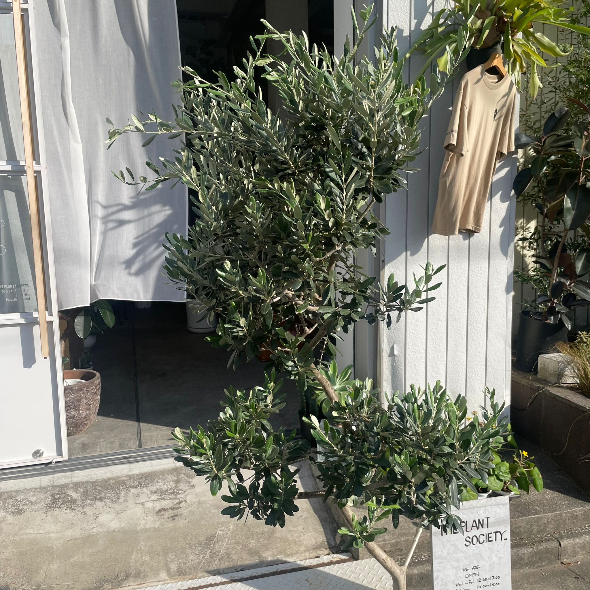 オリーブ 楽天市場】【GW限定クーポン配布中】シェリーズ 新漬オリーブの実 種付
