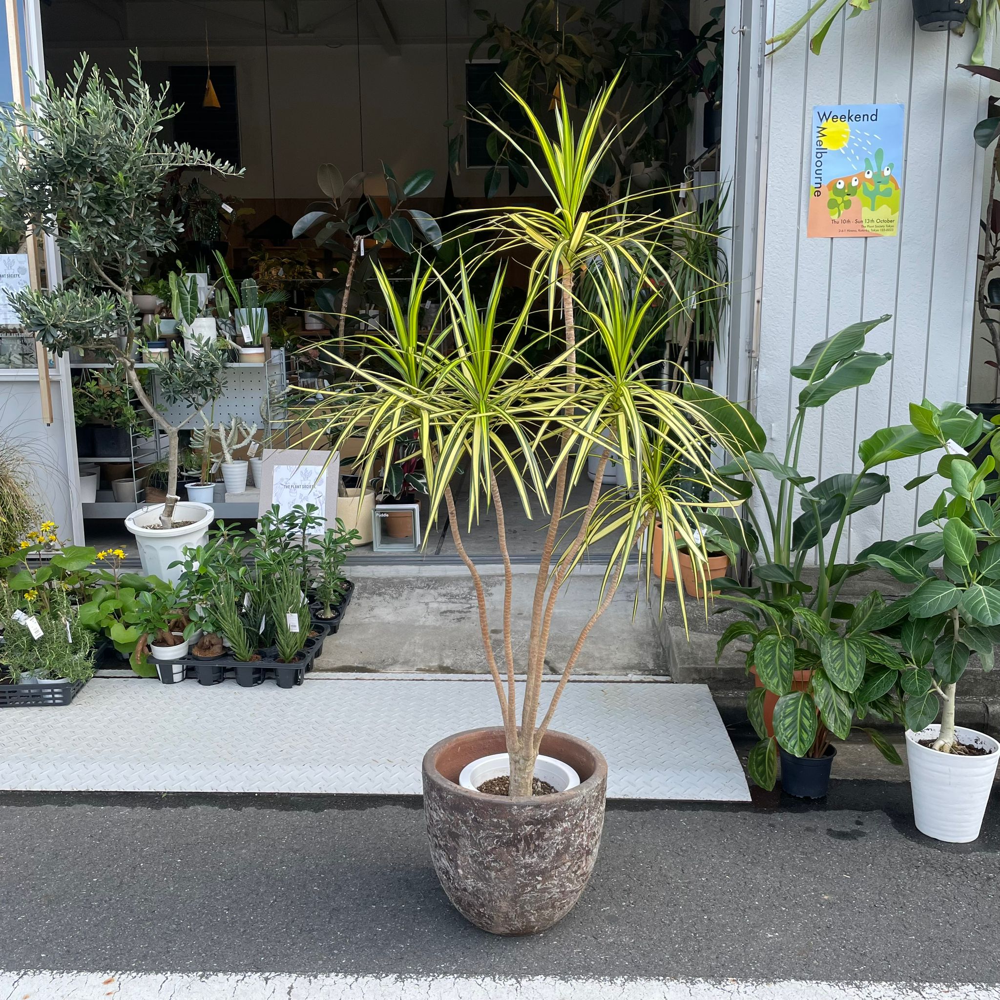 観葉植物aneさん専用　ベリーブラスト　グレムリン 🌱 おはようございます☀️ 3月の陽気って、過ごしやすくて
