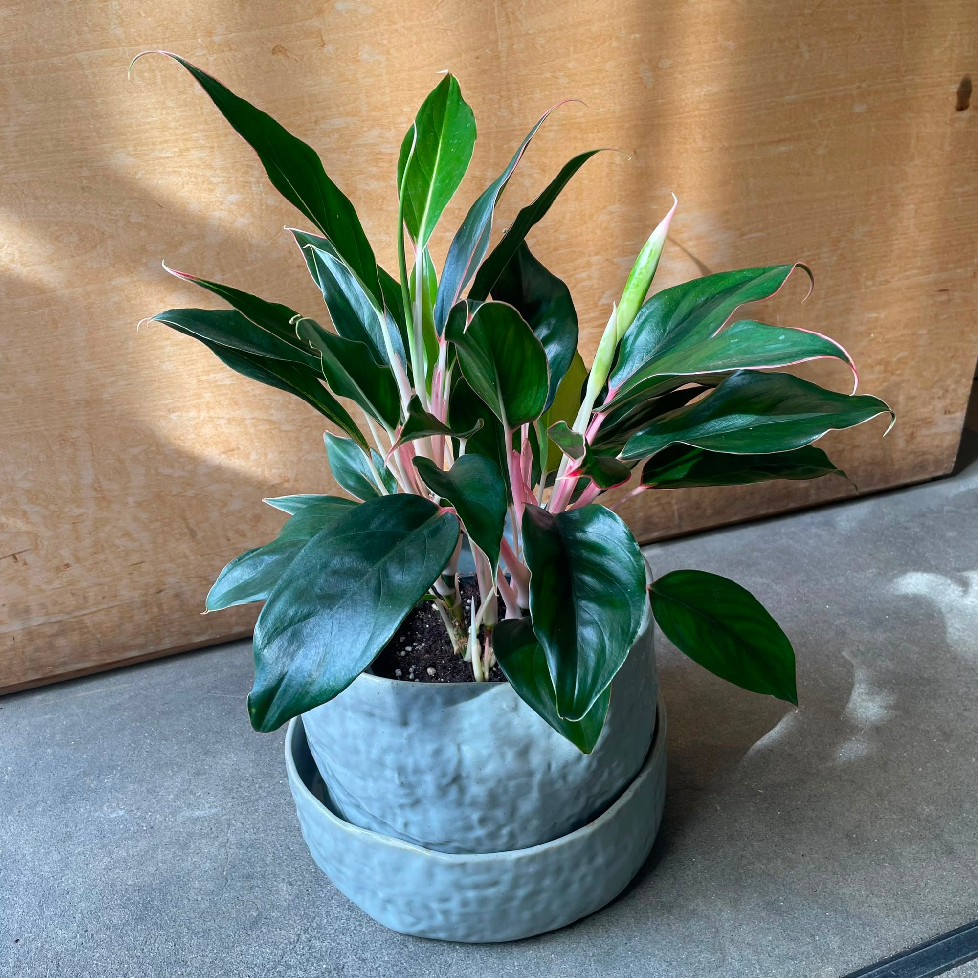 Aglaonema ‘Emerald’ アグラオネマ エメラルド Size 5
