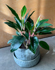 Aglaonema ‘Emerald’ アグラオネマ エメラルド Size 5
