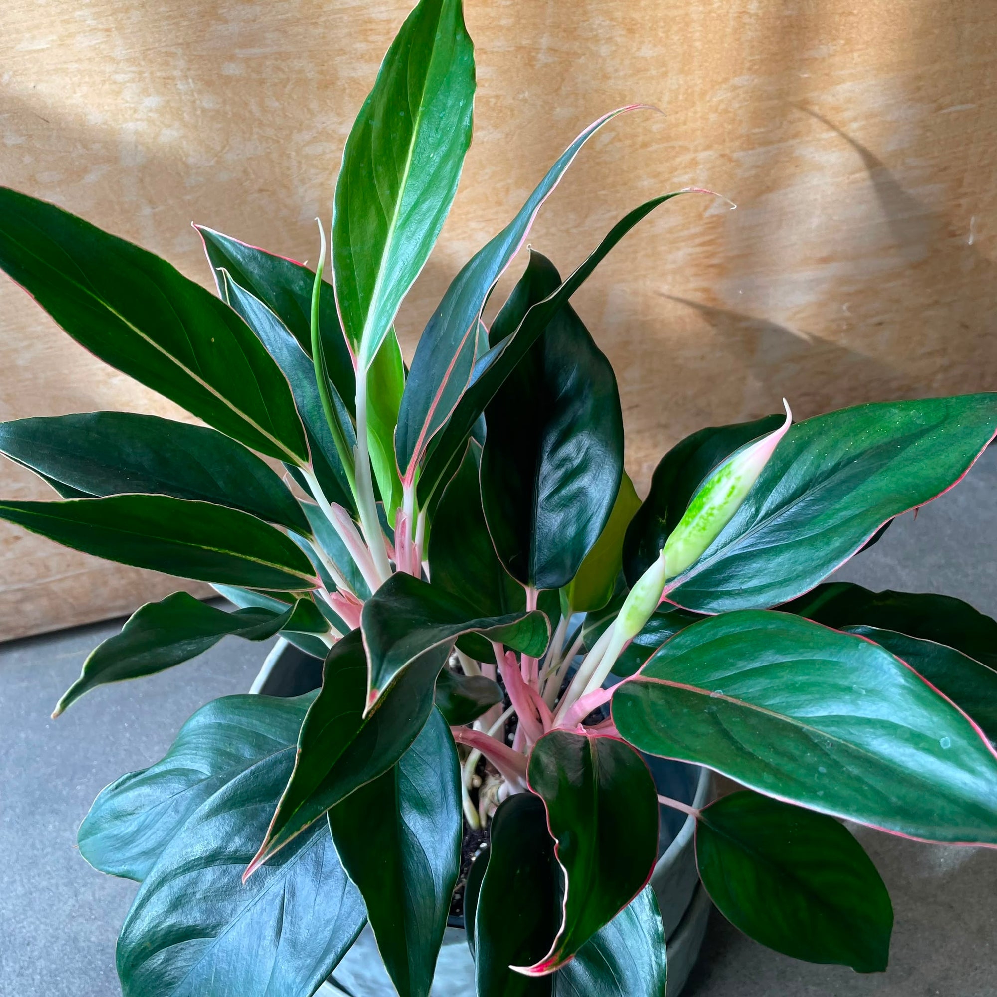 Aglaonema ‘Emerald’ アグラオネマ エメラルド Size 5