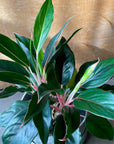 Aglaonema ‘Emerald’ アグラオネマ エメラルド Size 5