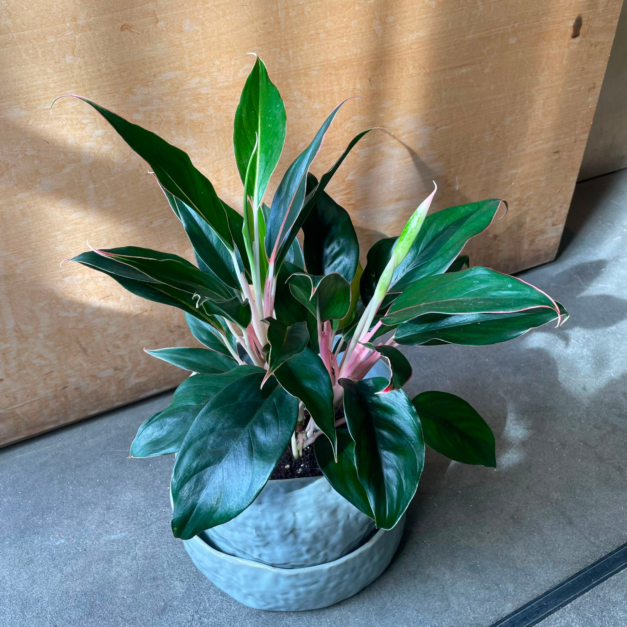 Aglaonema ‘Emerald’ アグラオネマ エメラルド Size 5