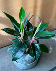 Aglaonema ‘Emerald’ アグラオネマ エメラルド Size 5