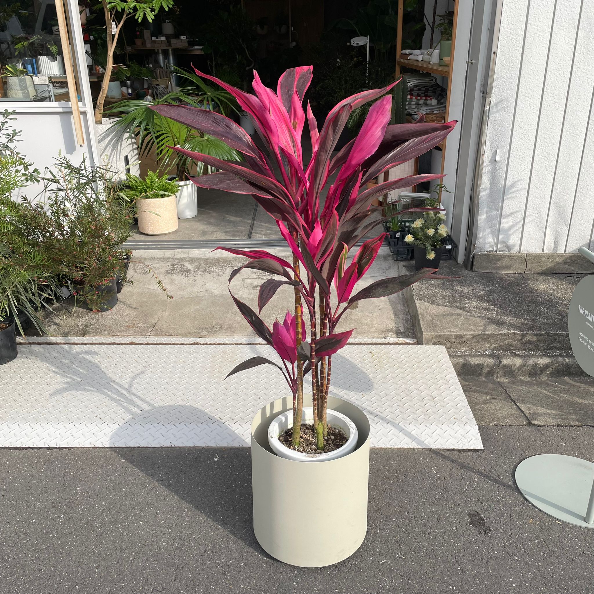 ★ / PICTURES★アイランド◇帯(解説兼用)付国内仕様 アカドラ I インドアプランツ I プラントソサエティトーキョー