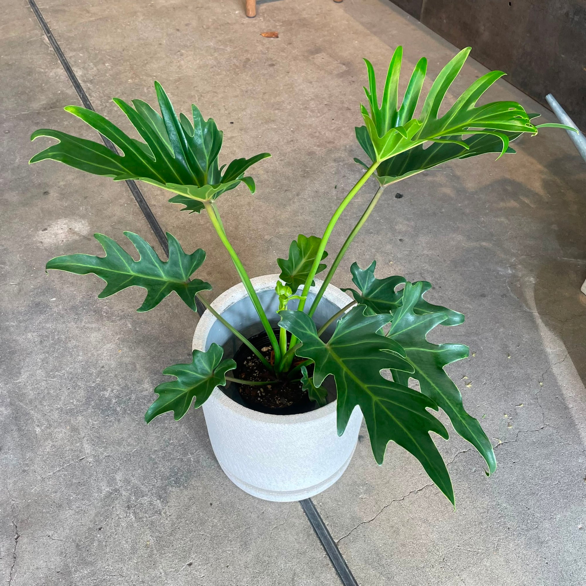 Philodendron ‘Singpore’ フィロデンドロン シンガポール Size 5