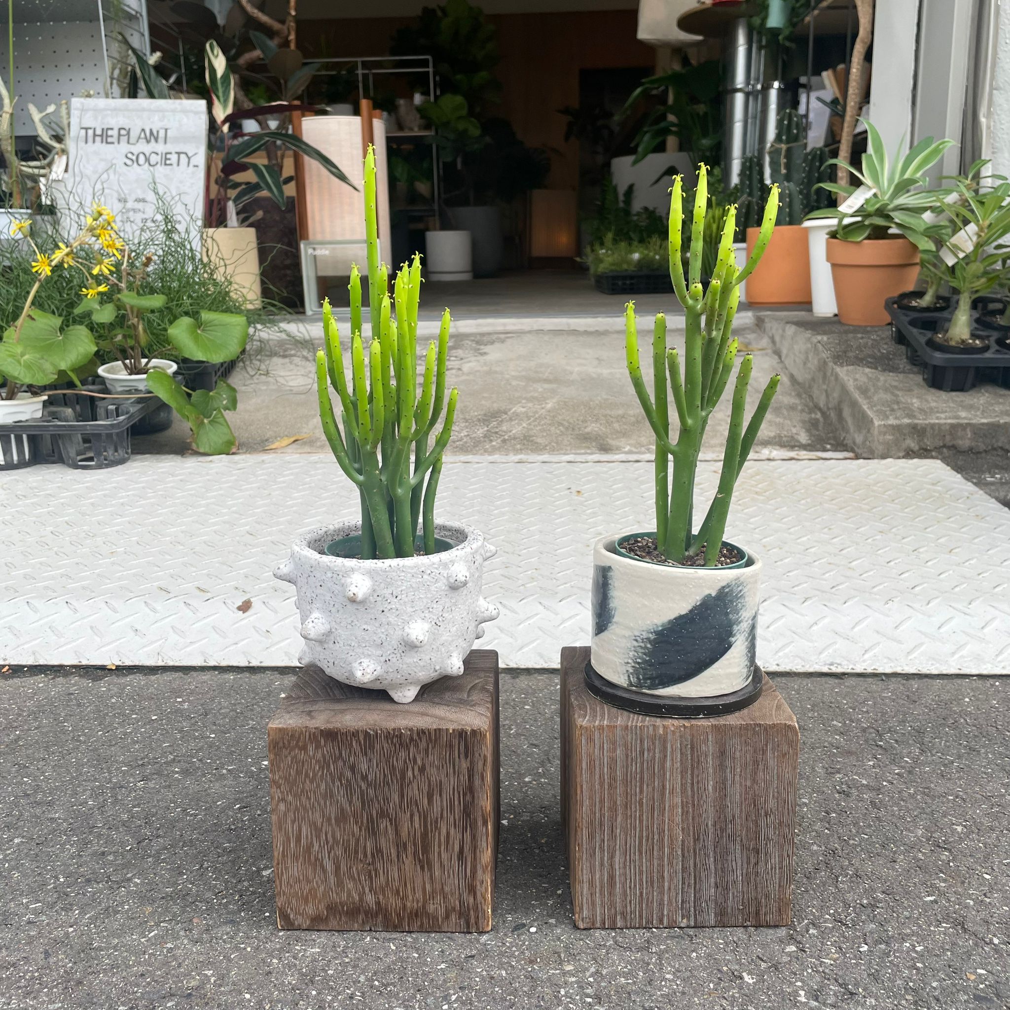 ユーフォルビア　オンコクラータ ユーフォルビア・オンコクラータ 3号／YSSLO | 植木戸