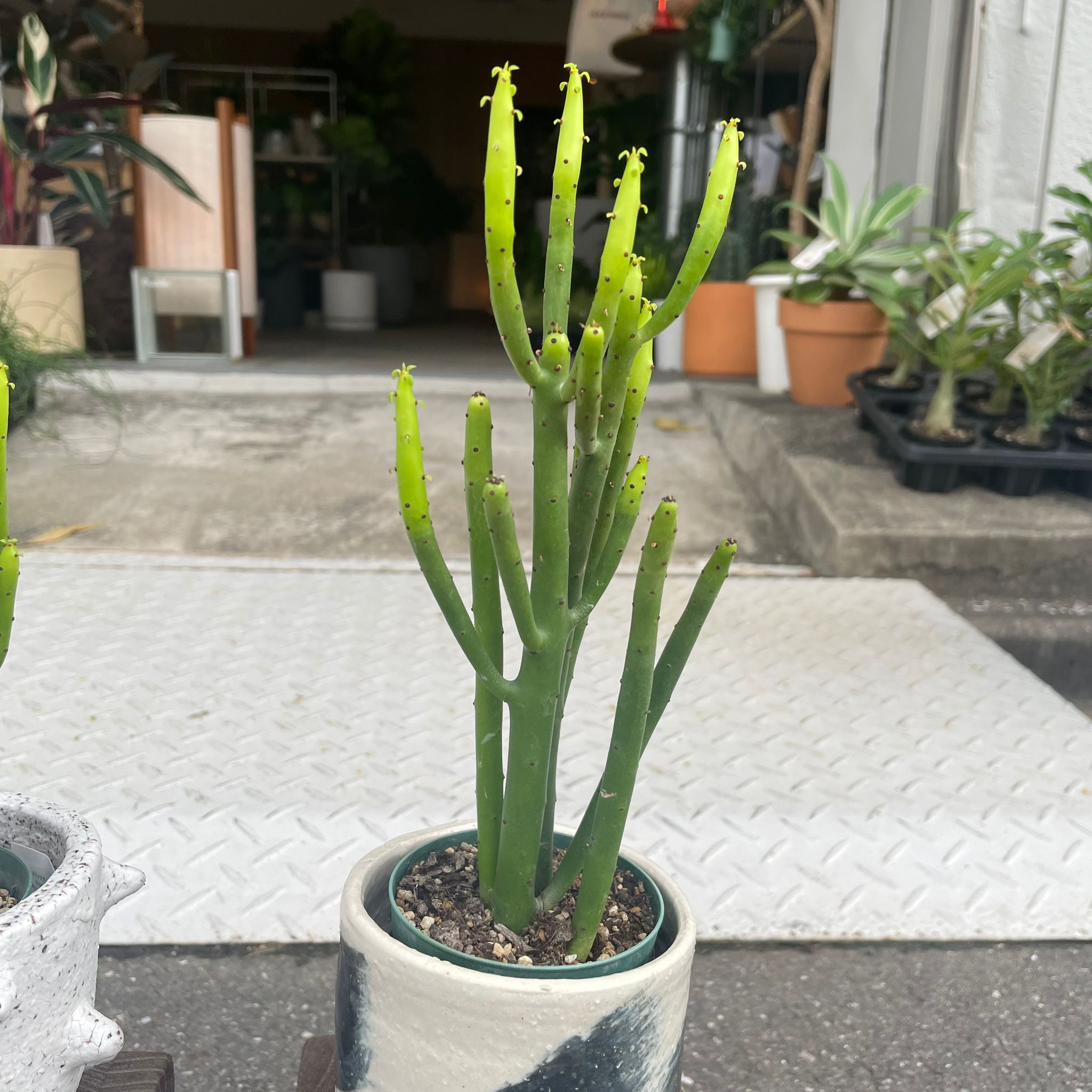 ユーフォルビア　オンコクラータ 多肉植物 ユーフォルビア オンコクラータ アートフラワー plant
