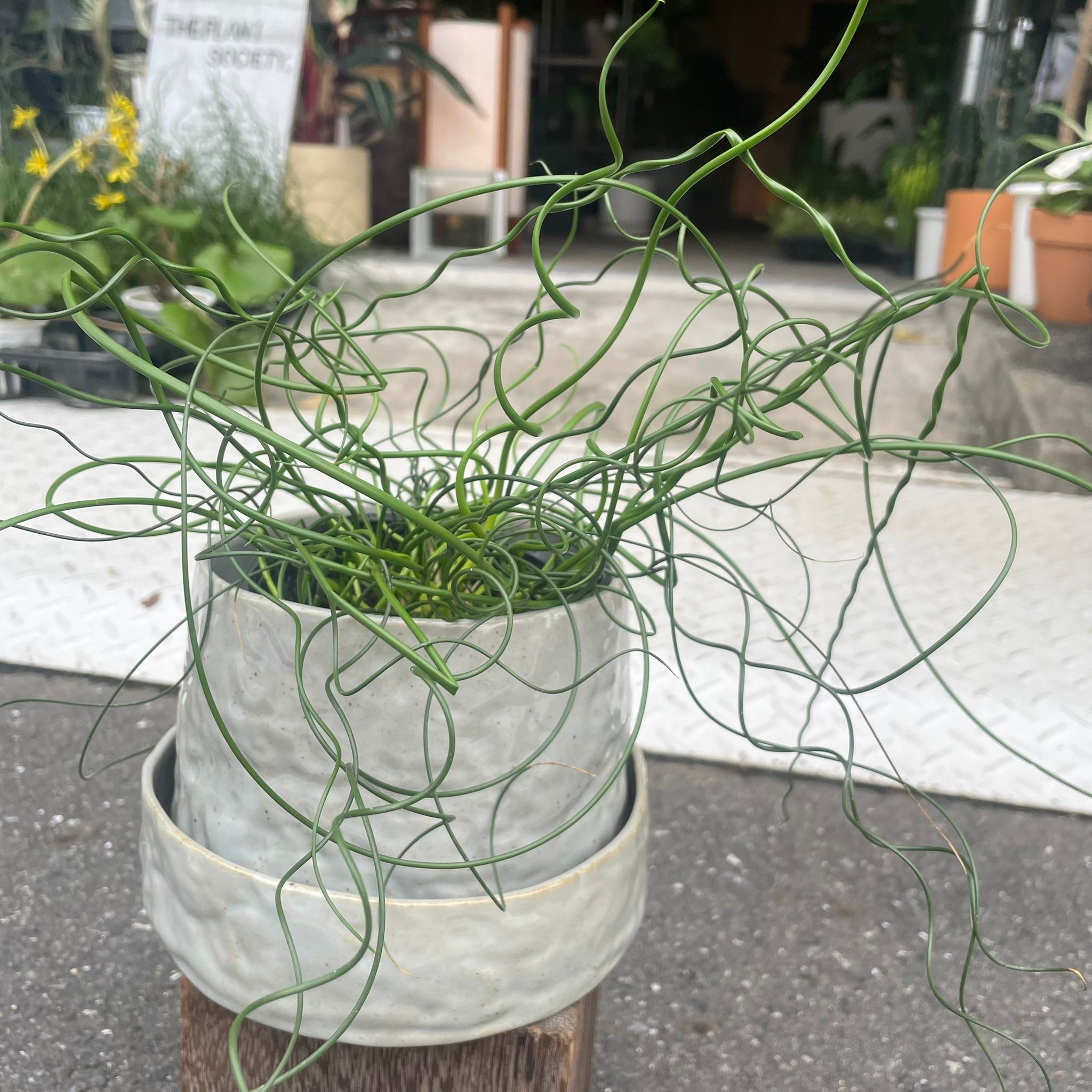 ラセンイ スパイラル I インドアプランツ I プラントソサエティ