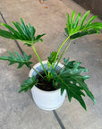 Philodendron ‘Singpore’ フィロデンドロン シンガポール Size 5