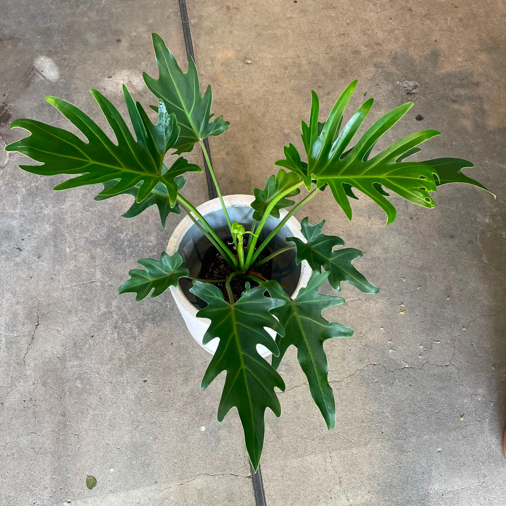 Philodendron ‘Singpore’ フィロデンドロン シンガポール Size 5