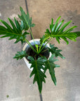 Philodendron ‘Singpore’ フィロデンドロン シンガポール Size 5