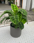 Calathea  カラテア ゼブリナ