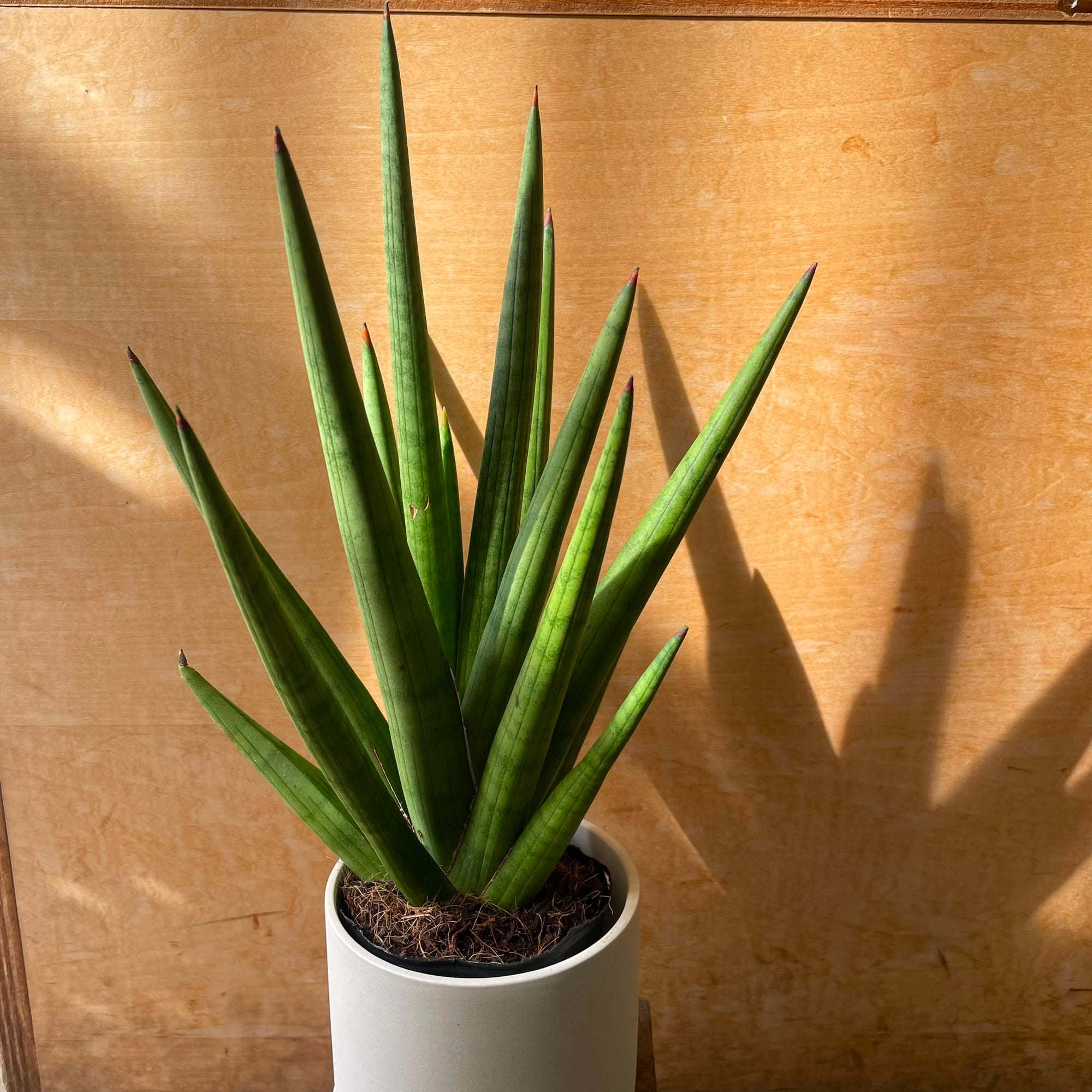 Snake plant サンスベリア ボブ Size 3