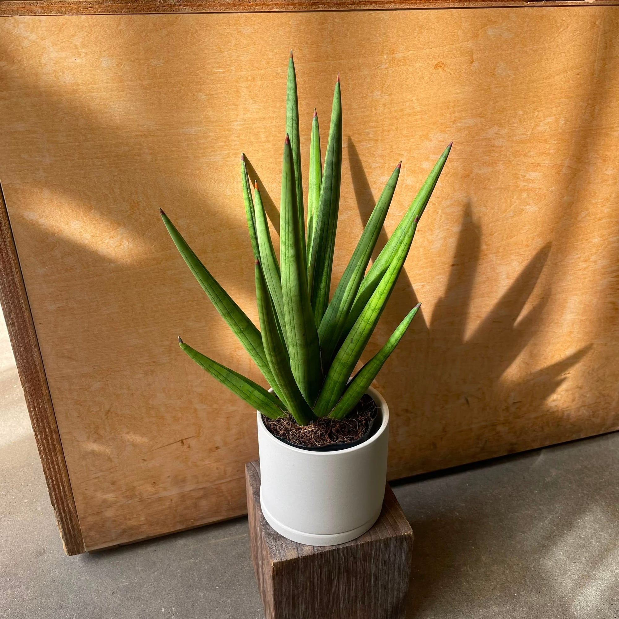 Snake plant サンスベリア ボブ Size 3