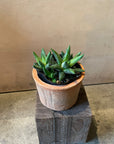 Zebra haworthia　ハオルチア　エノン