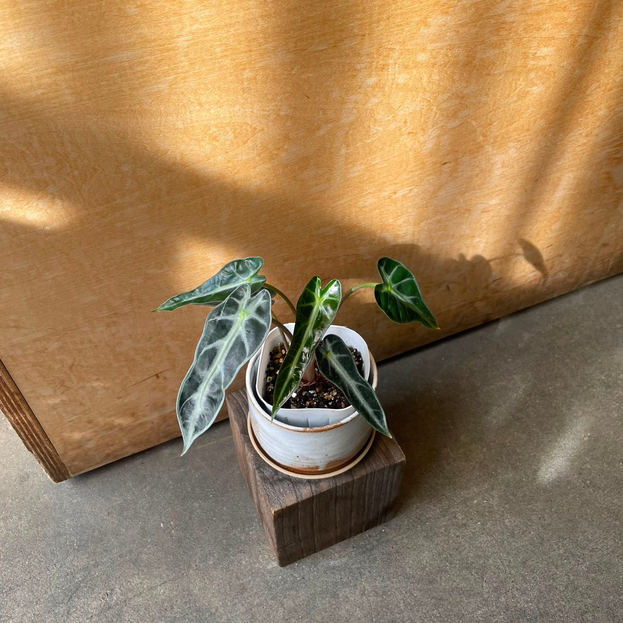 Alocasia アロカシア バンビーノ Size 3
