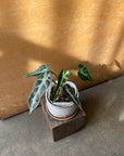 Alocasia アロカシア バンビーノ Size 3