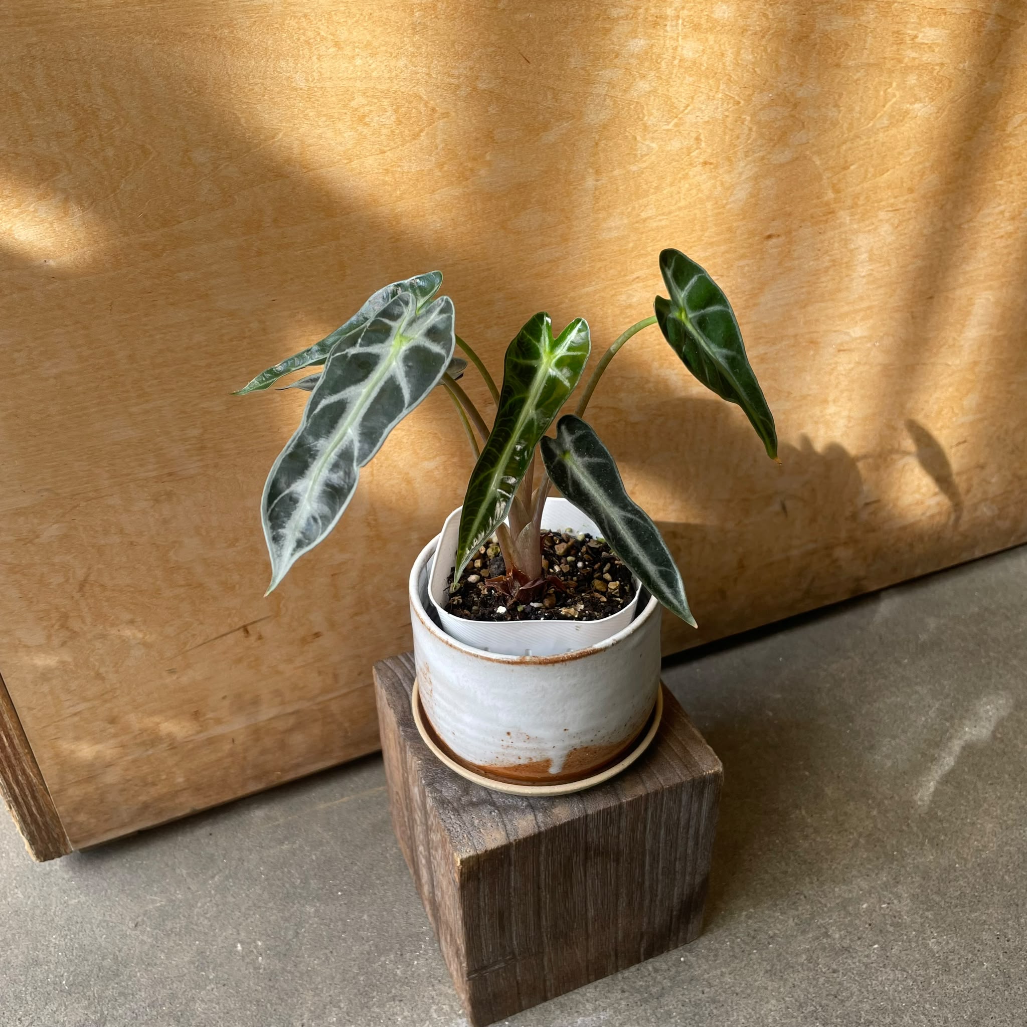 Plants プランツ I 植物インドアプランツ一覧 I プラントソサエティ