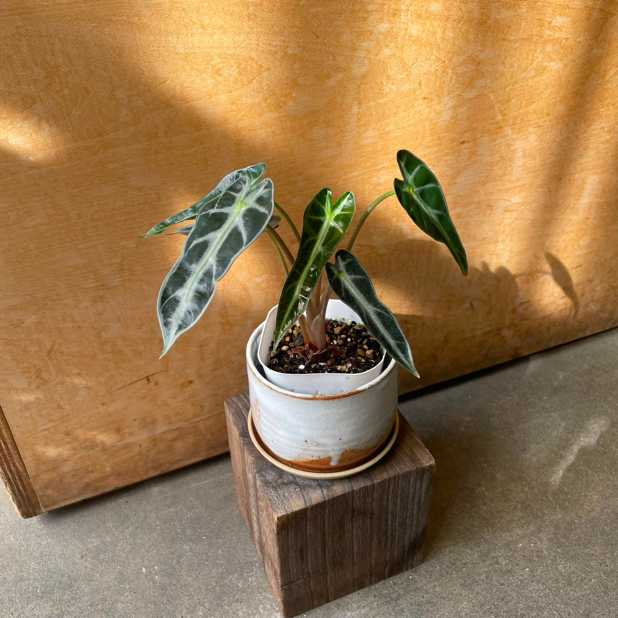 Alocasia アロカシア バンビーノ Size 3