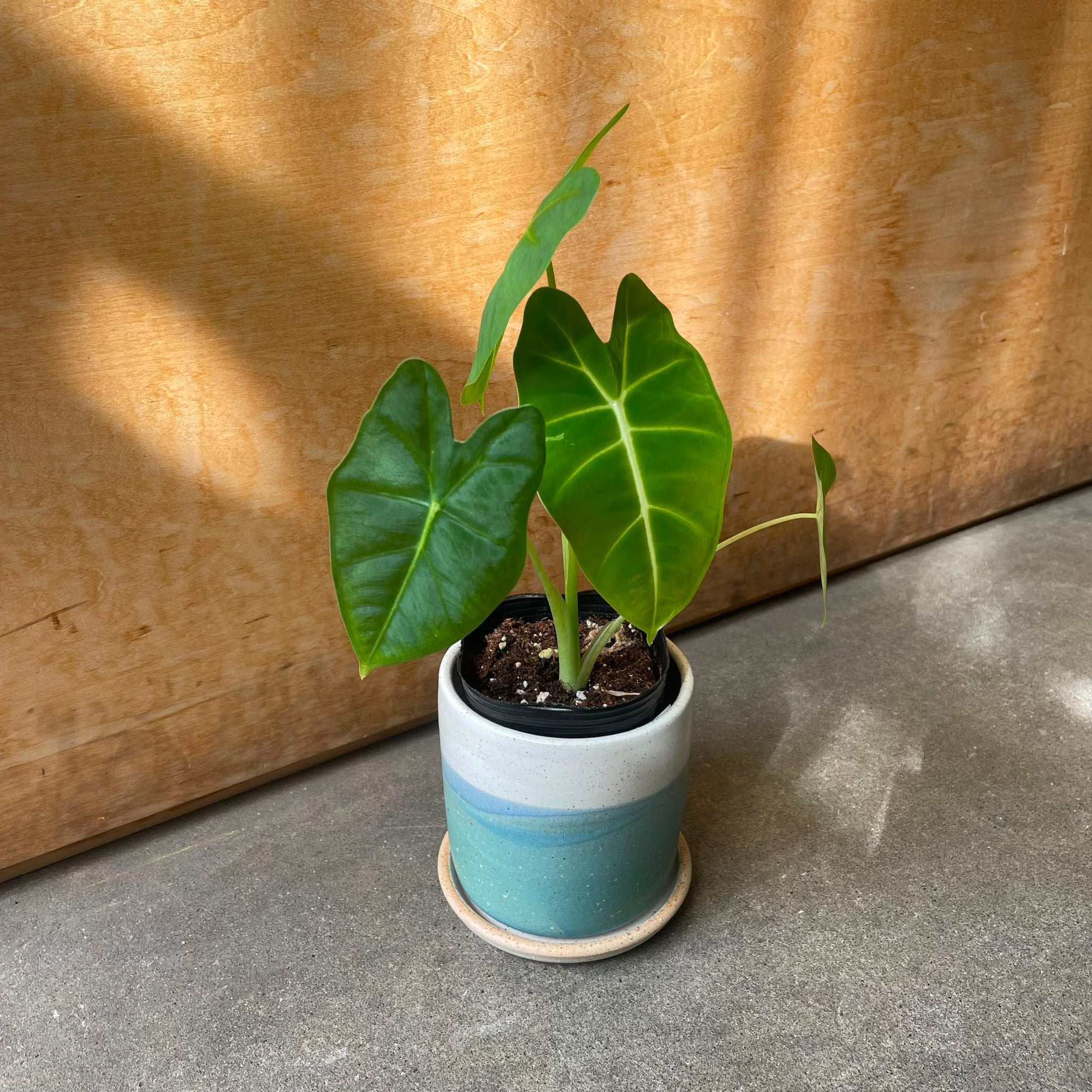 Alocasia 'Green Velvet' (Alocasia Micholitziana) アロカシア グリーンベルベット Size 3