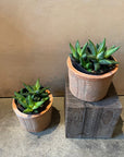 Zebra haworthia　ハオルチア　エノン