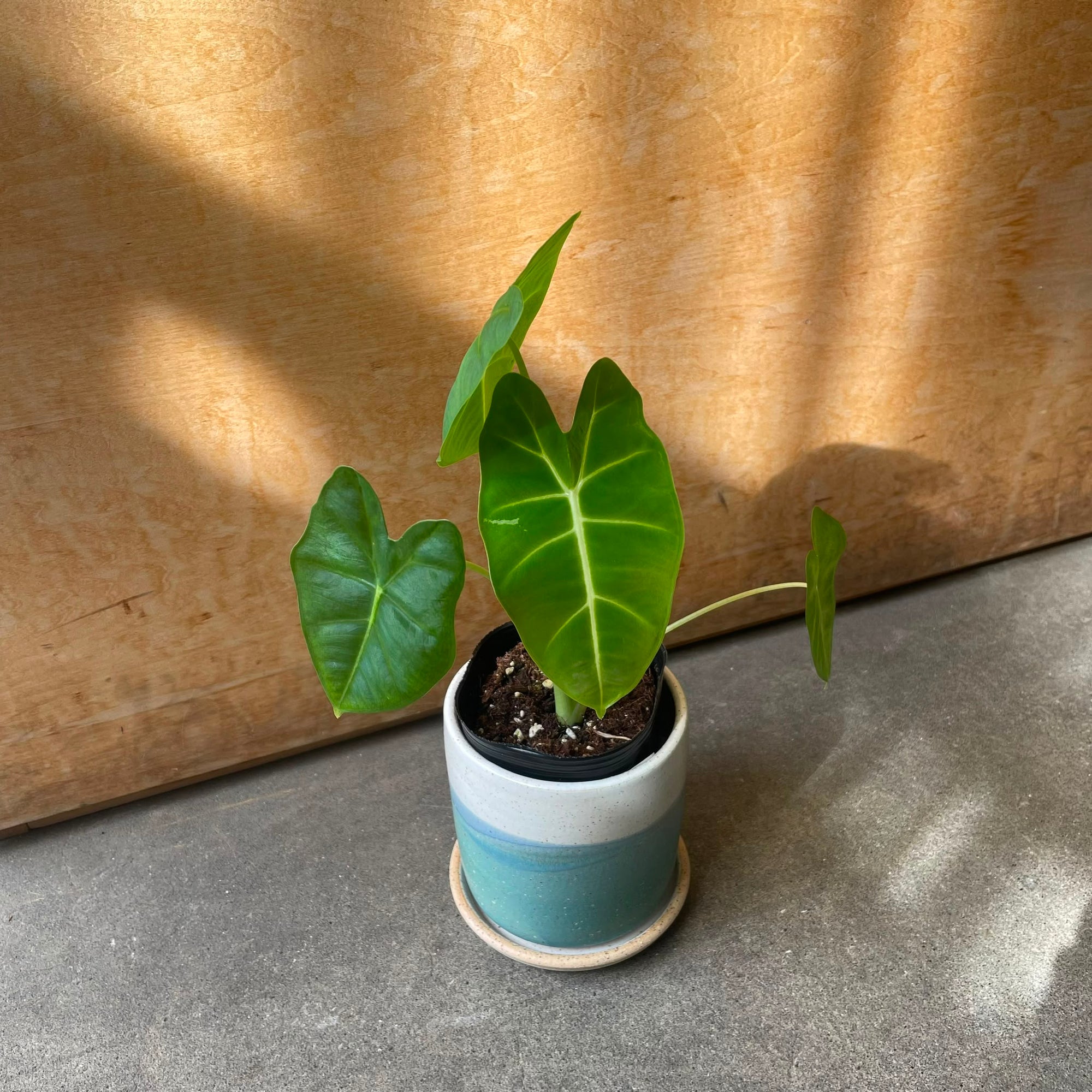 Alocasia 'Green Velvet' (Alocasia Micholitziana) アロカシア グリーンベルベット Size 3