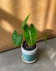 Alocasia 'Green Velvet' (Alocasia Micholitziana) アロカシア グリーンベルベット Size 3