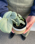 Satin Pothos Scindapsus 'Almost silver' スキンダプサス オルモストシルバー