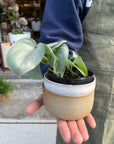 Satin Pothos Scindapsus 'Almost silver' スキンダプサス オルモストシルバー