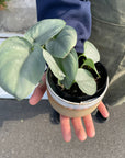 Satin Pothos Scindapsus 'Almost silver' スキンダプサス オルモストシルバー