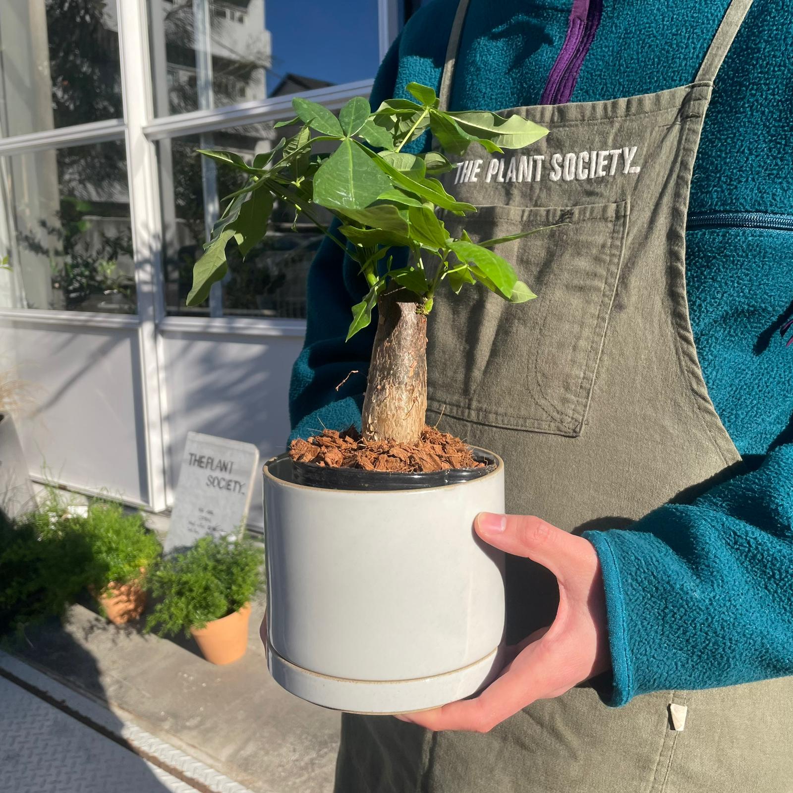 パキラ 高さ約1.5メートル 3364498c6bc93304f3343443a187a0