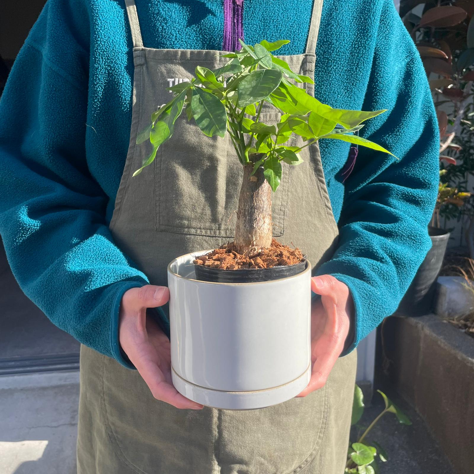 パキラ I インドアプランツ I プラントソサエティトーキョー – THE