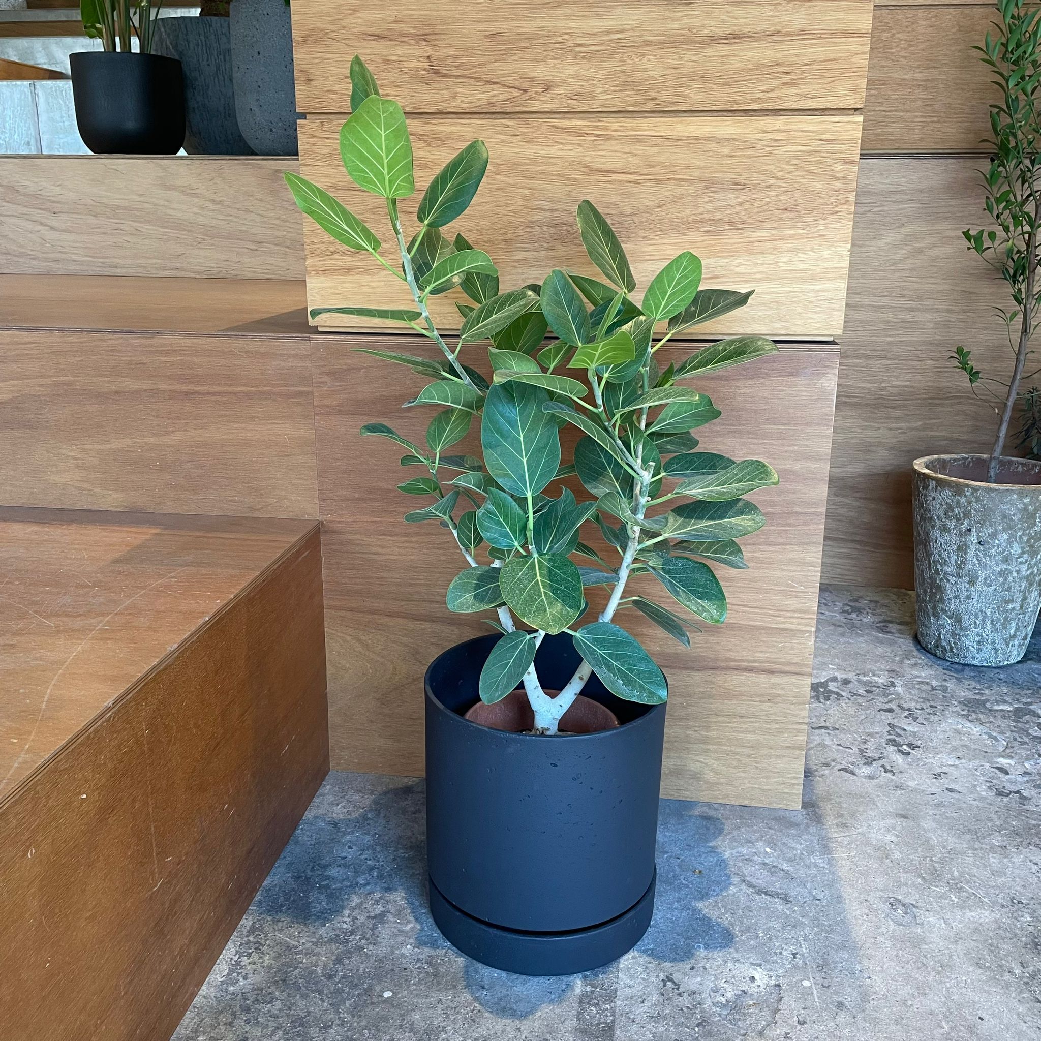 スペックルプランター I 大型植木鉢 I プラントソサエティ