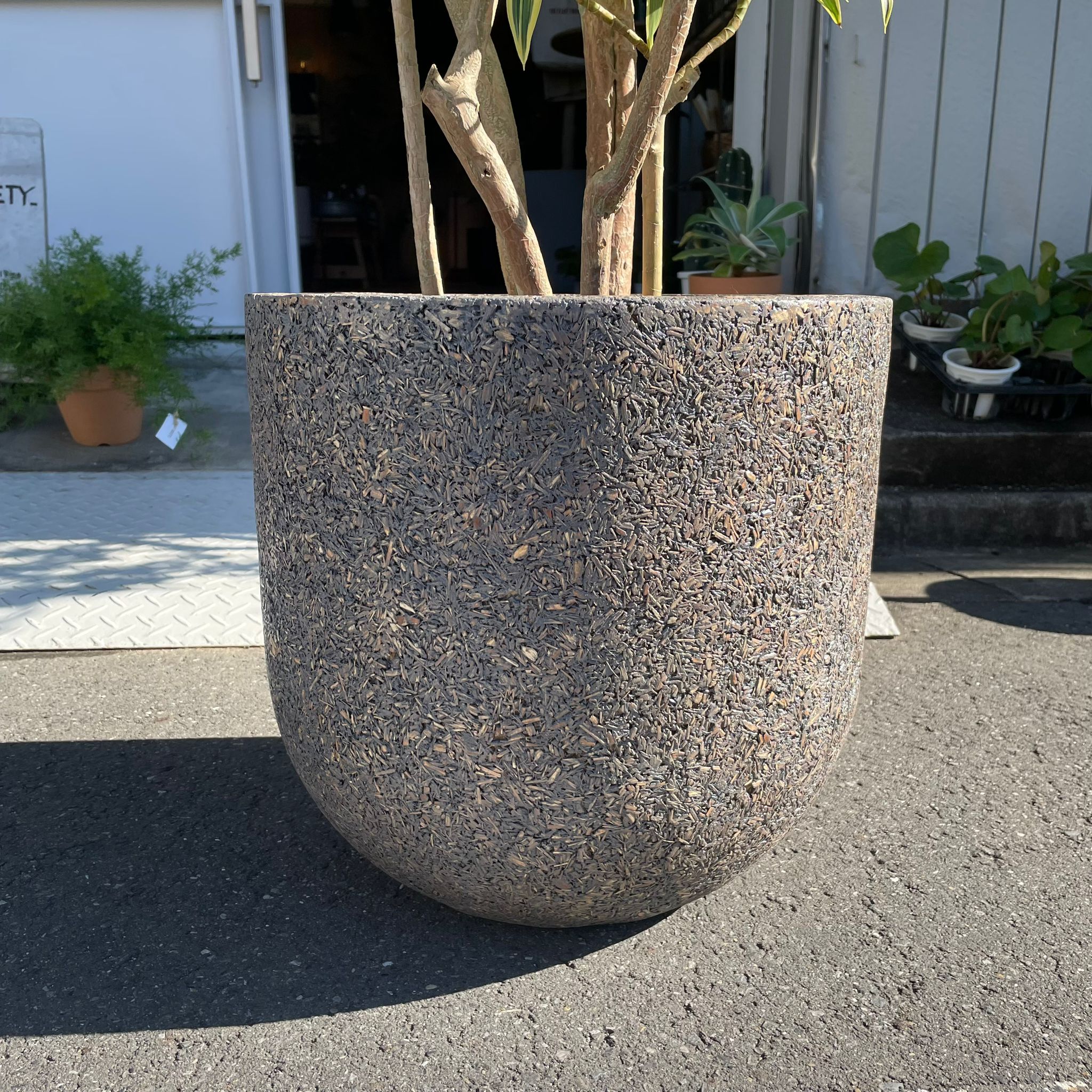 ThePlantSociety_970.jpg?v=