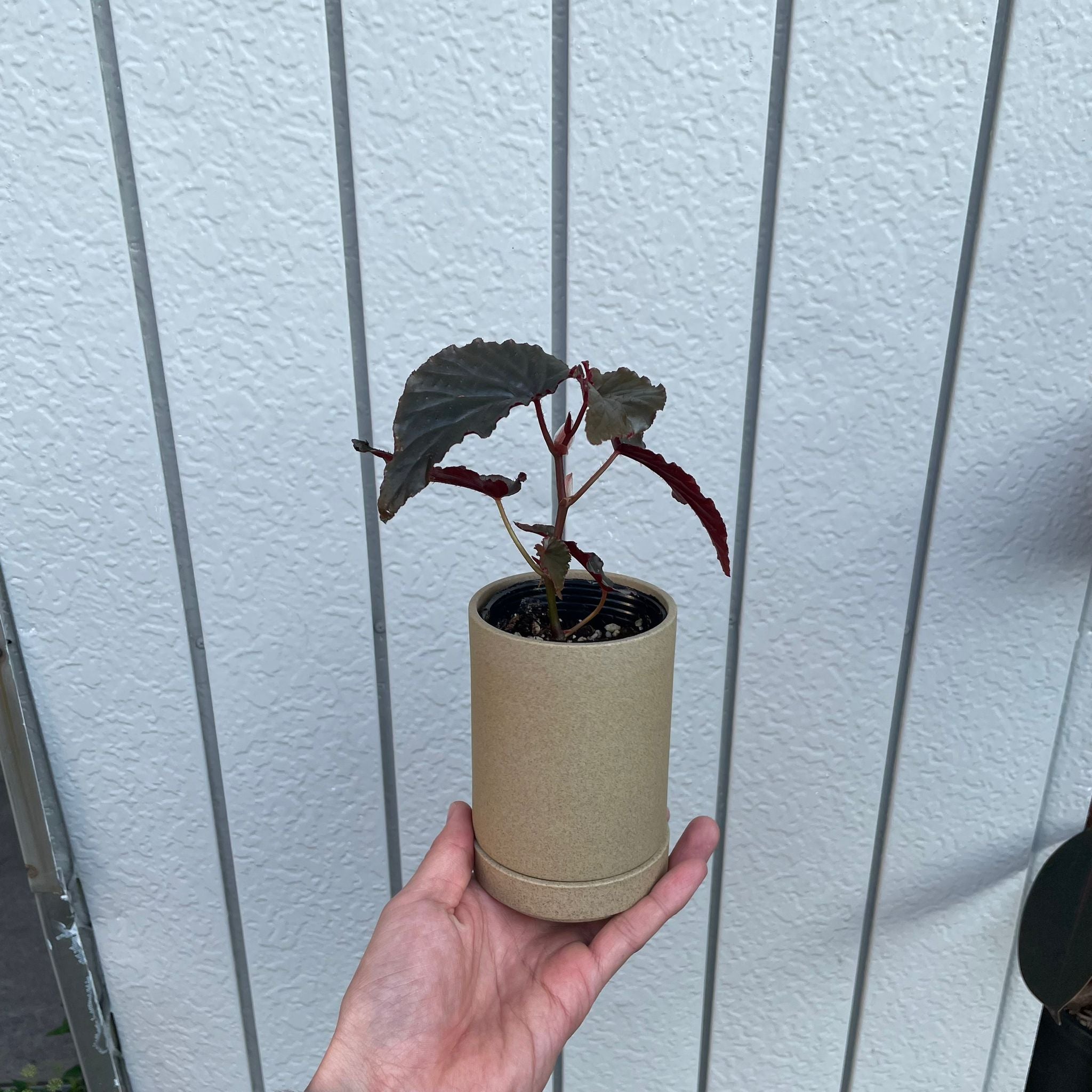 ベゴニア ブラックドラゴン I インドアプランツ I プラントソサエティ
