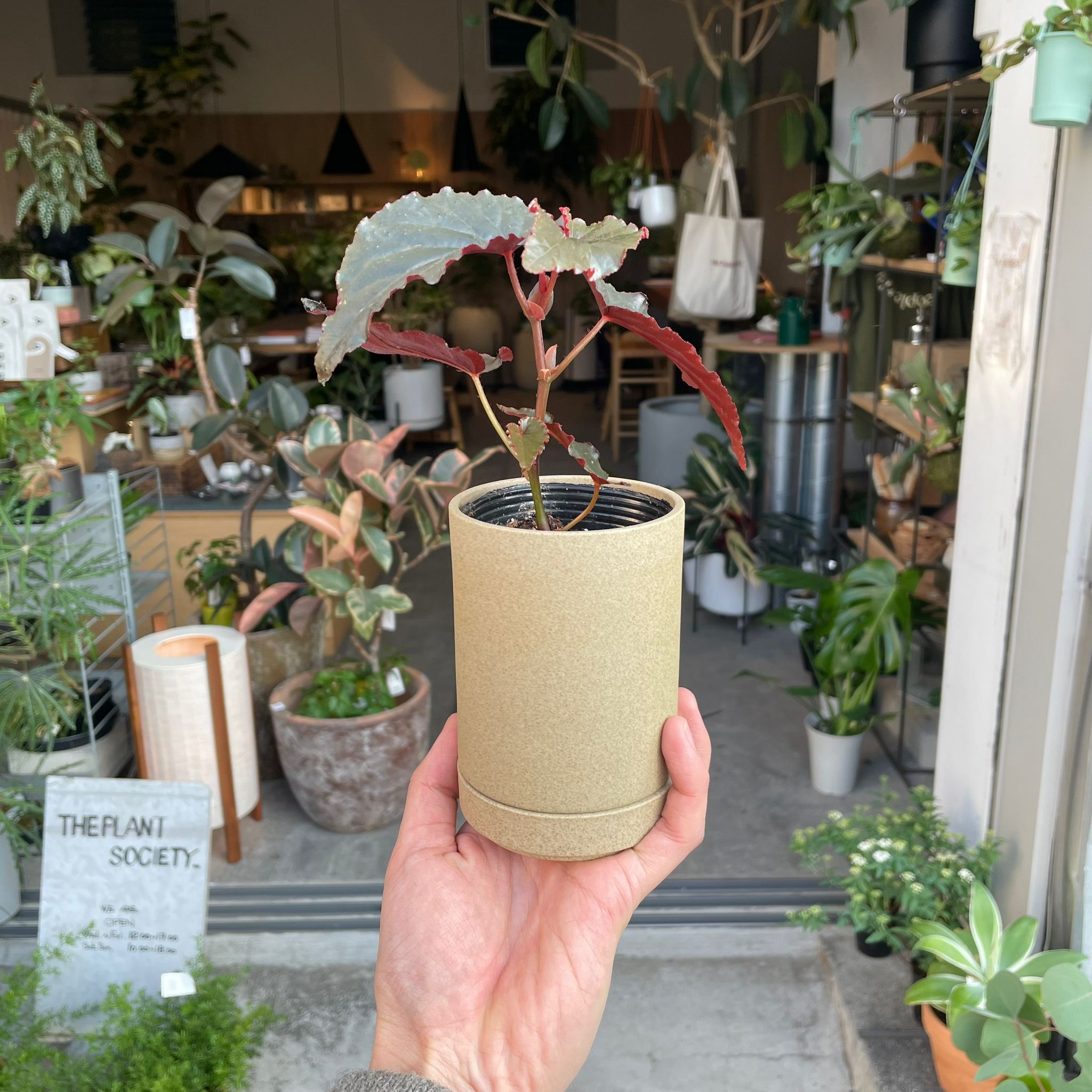 ベゴニア ブラックドラゴン I インドアプランツ I プラントソサエティ