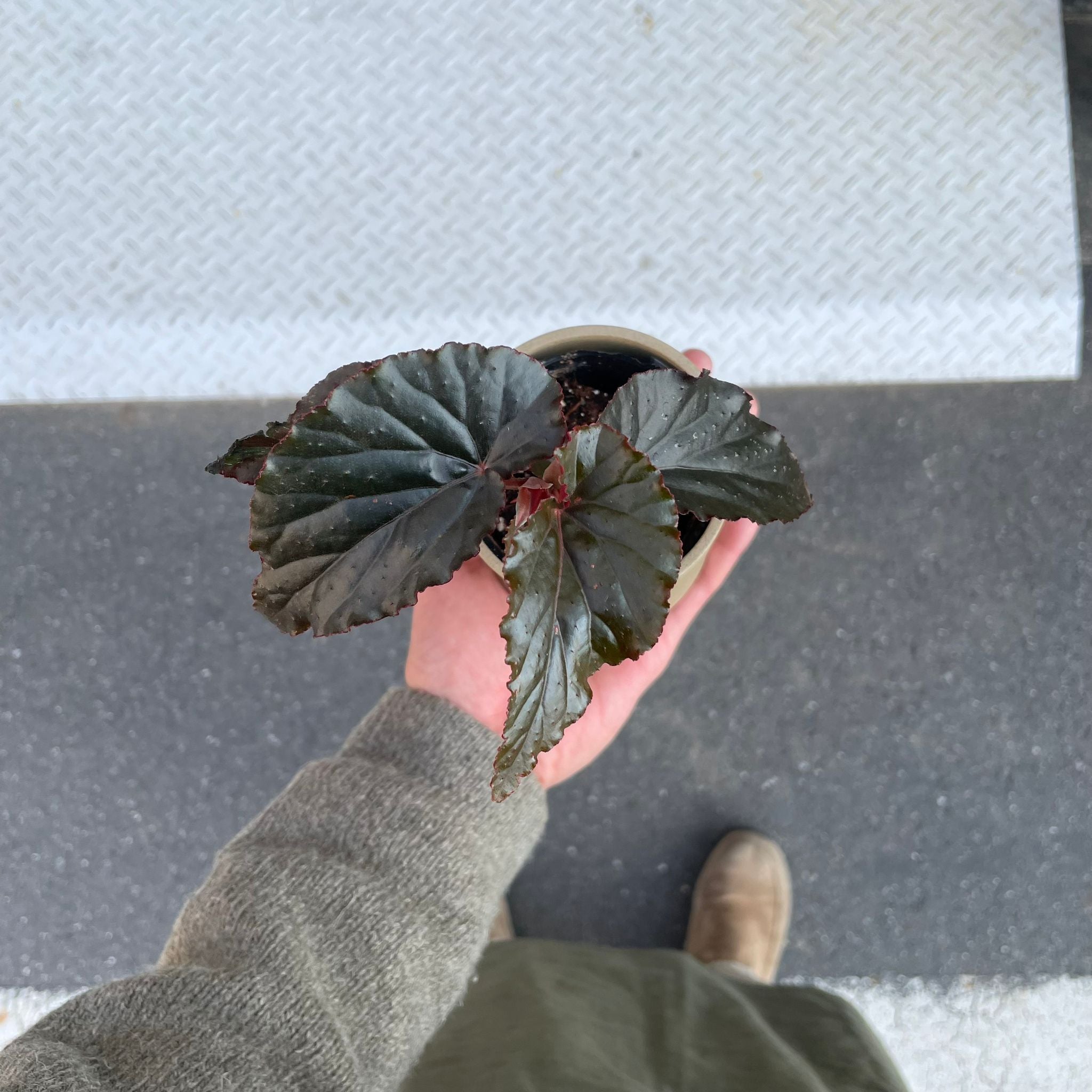 ベゴニア ブラックドラゴン I インドアプランツ I プラントソサエティ