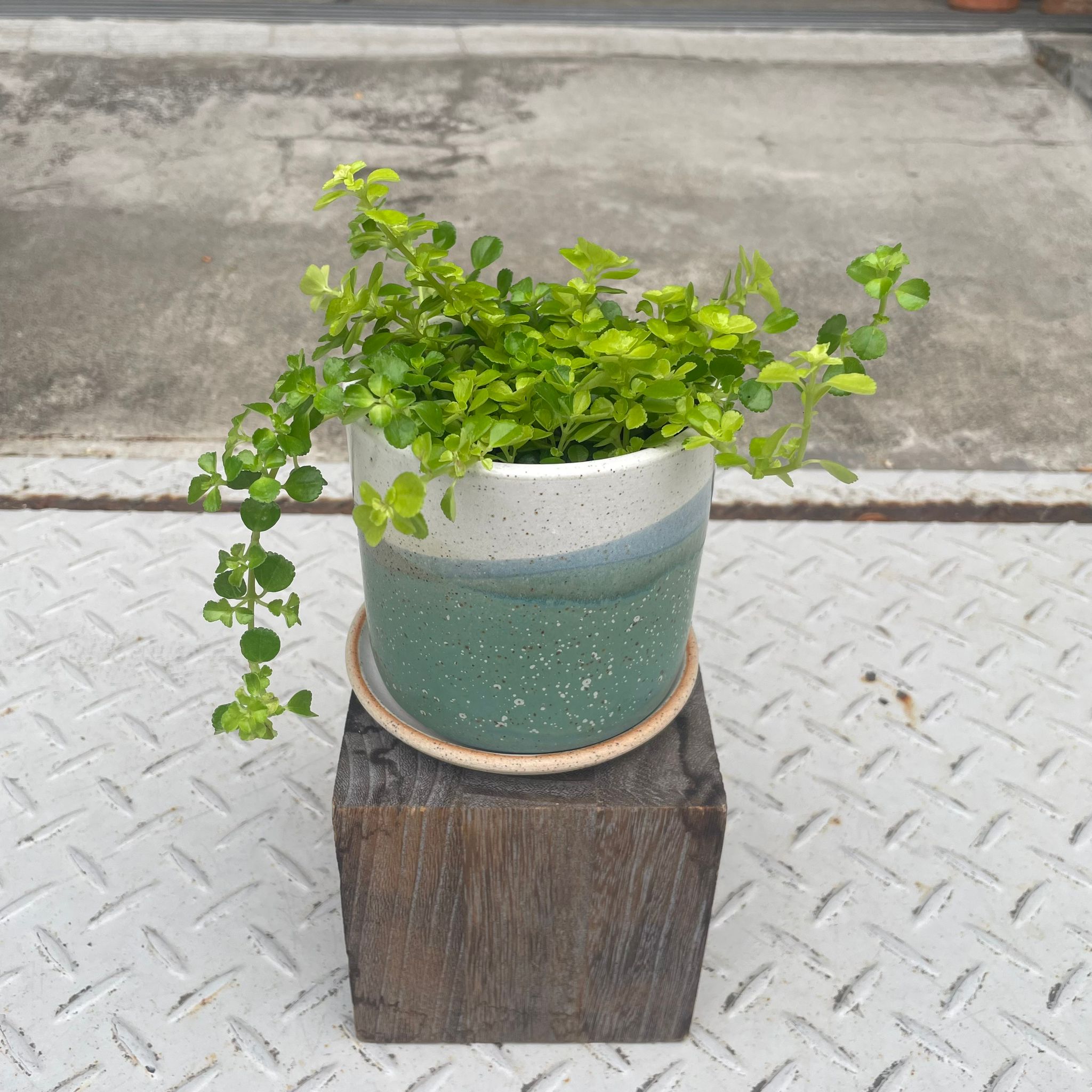 ピレア ディプレッサ I インドアプランツ I プラントソサエティ