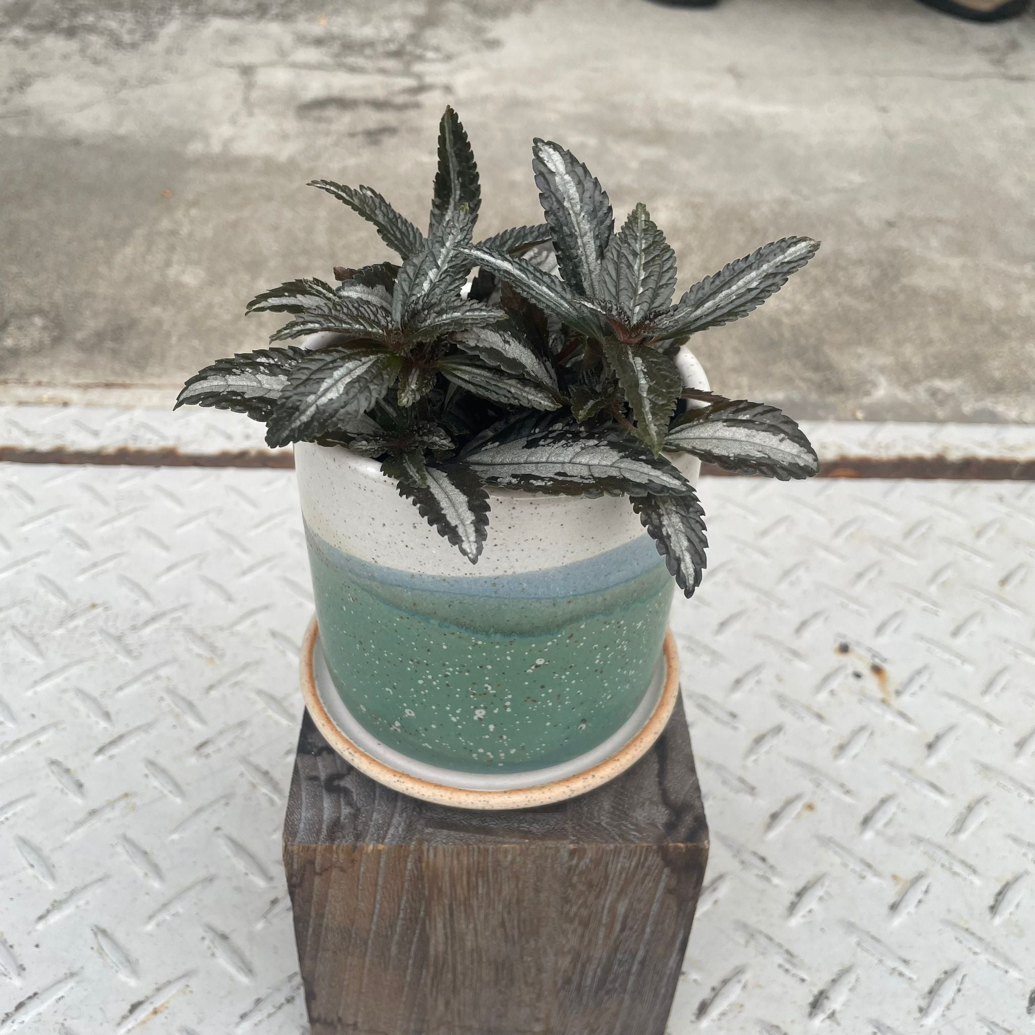 ピレア シルバーツリー I インドアプランツ I プラントソサエティ