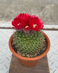 Flower Cactus 花サボテン アソート