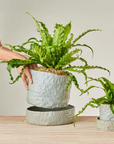 Grey Crackle Organic Planter in by Angus & Celeste オーガニックプランター グレー
