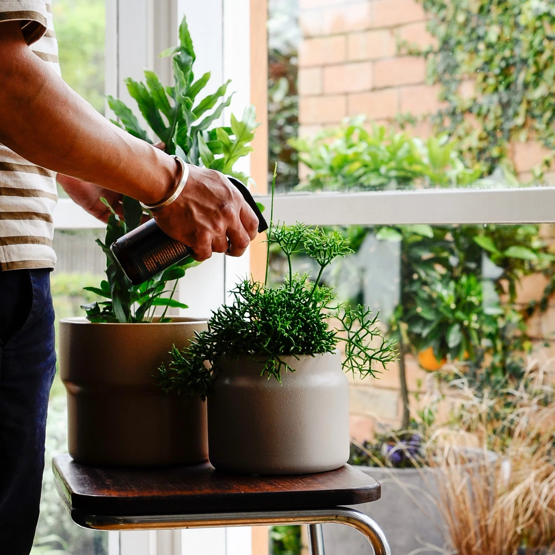 Tropical Pitcher Plant ネペンテス I インドアプランツ I プラント Tropical Pitcher Plant ネペンテス I インドアプランツ I プラント