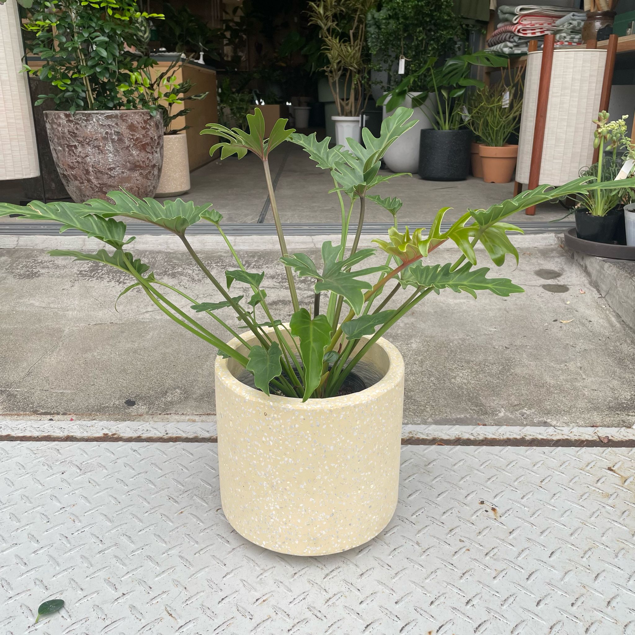 Philodendron 'Laughing Kookaburra' フィロデンドロン クッカバラ