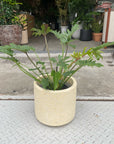 Philodendron 'Laughing Kookaburra' フィロデンドロン クッカバラ