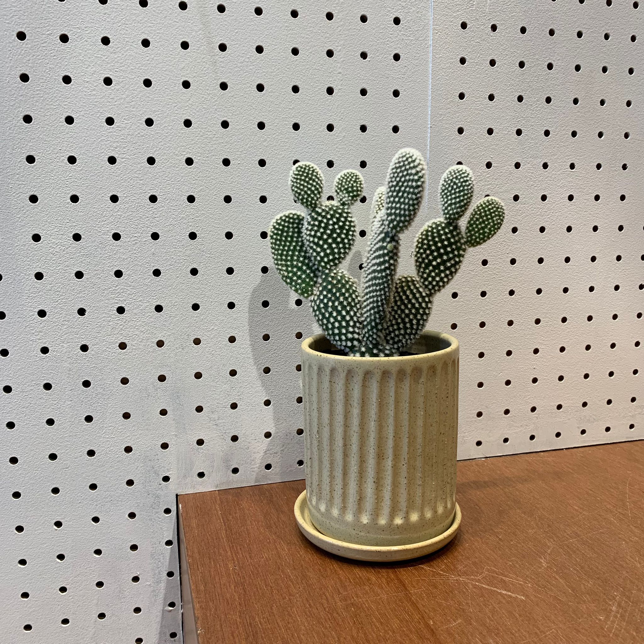 バニーカクタス I インドアプランツ I プラントソサエティトーキョー